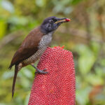 Vogelkop Lophorina (image by Pete Morris)