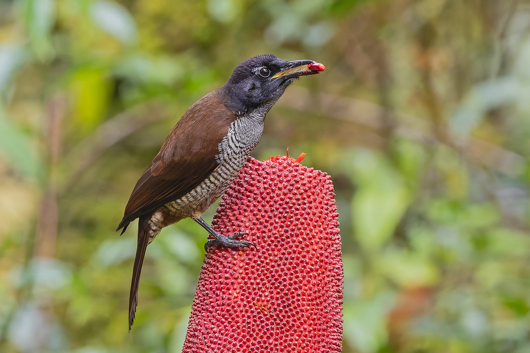 Vogelkop Lophorina (image by Pete Morris)