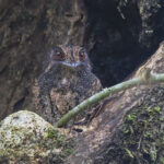 Wallace's Owlet-Nightjar (image by Pete Morris)