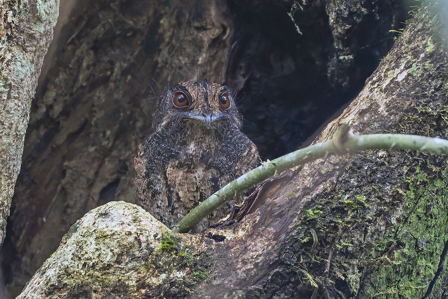 Wallace's Owlet-Nightjar (image by Pete Morris)