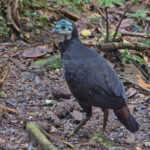 Wattled Brushturkey (image by Pete Morris)
