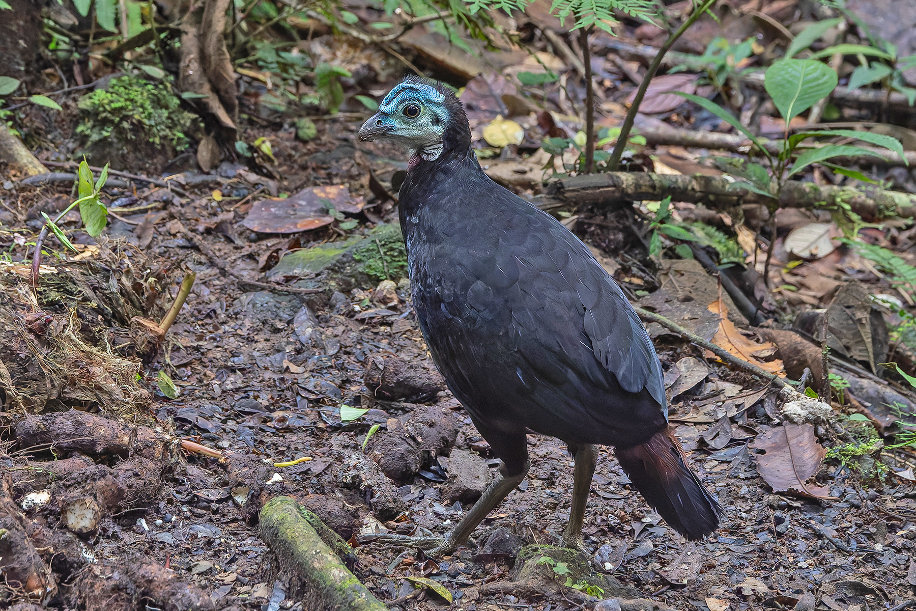 Wattled Brushturkey (image by Pete Morris)