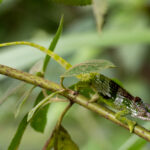 West Usambara Two-horned Chameleon (image by Bjorn Andersson)
