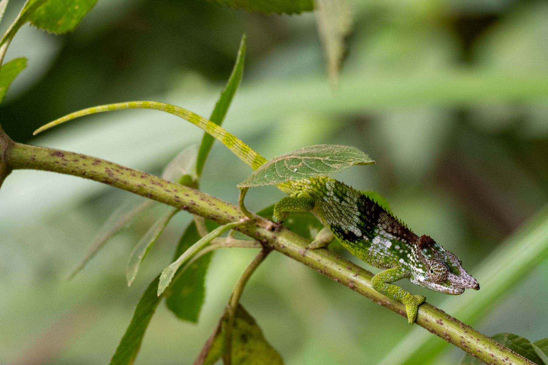 West Usambara Two-horned Chameleon (image by Bjorn Andersson)