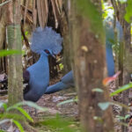 Western Crowned Pigeons (image by Pete Morris)