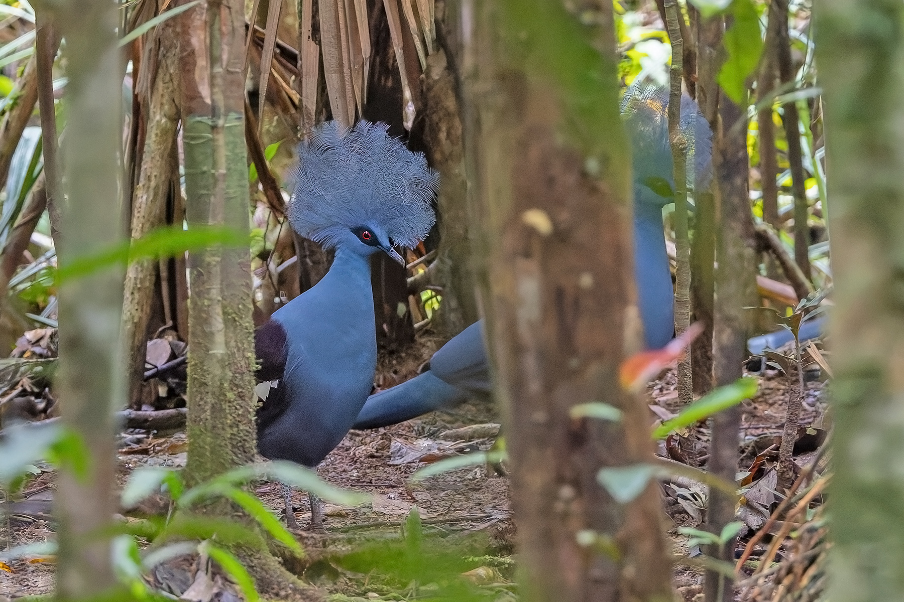 Western Crowned Pigeons (image by Pete Morris)