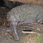 Western Long-beaked Echidna (image by Pete Morris)