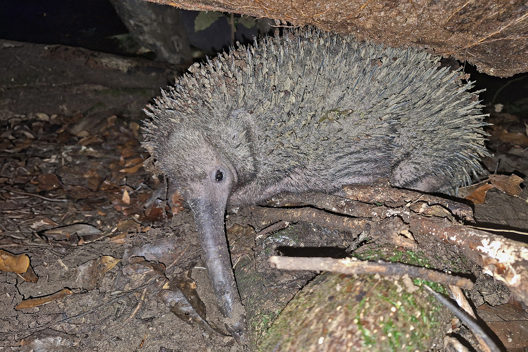 Western Long-beaked Echidna (image by Pete Morris)