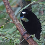 Western Parotia (image by Pete Morris)