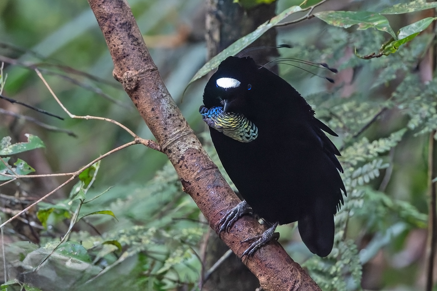 Western Parotia (image by Pete Morris)