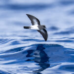 White-bellied Storm Petrel (image by Mark Beaman)