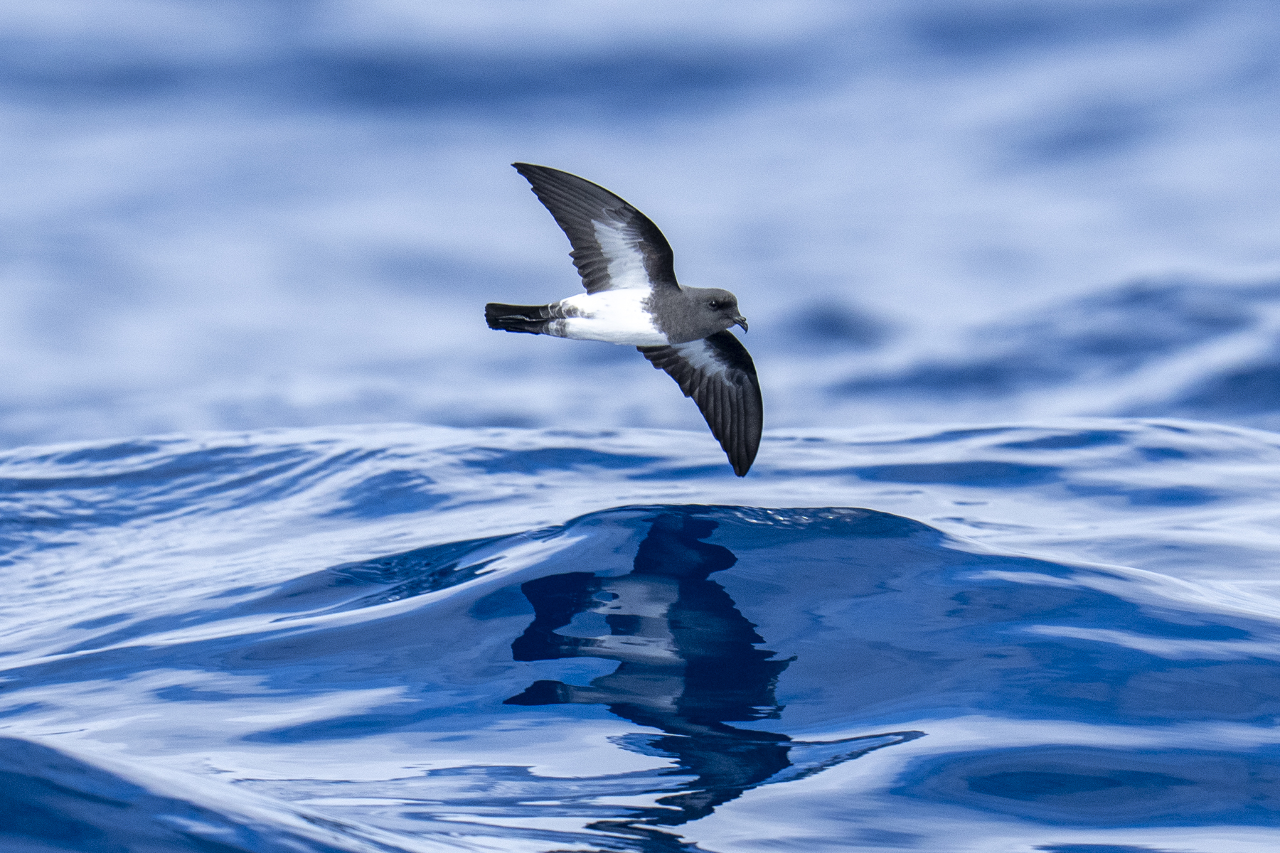 White-bellied Storm Petrel (image by Mark Beaman)