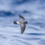 White-bellied Storm Petrel (image by Mark Beaman)