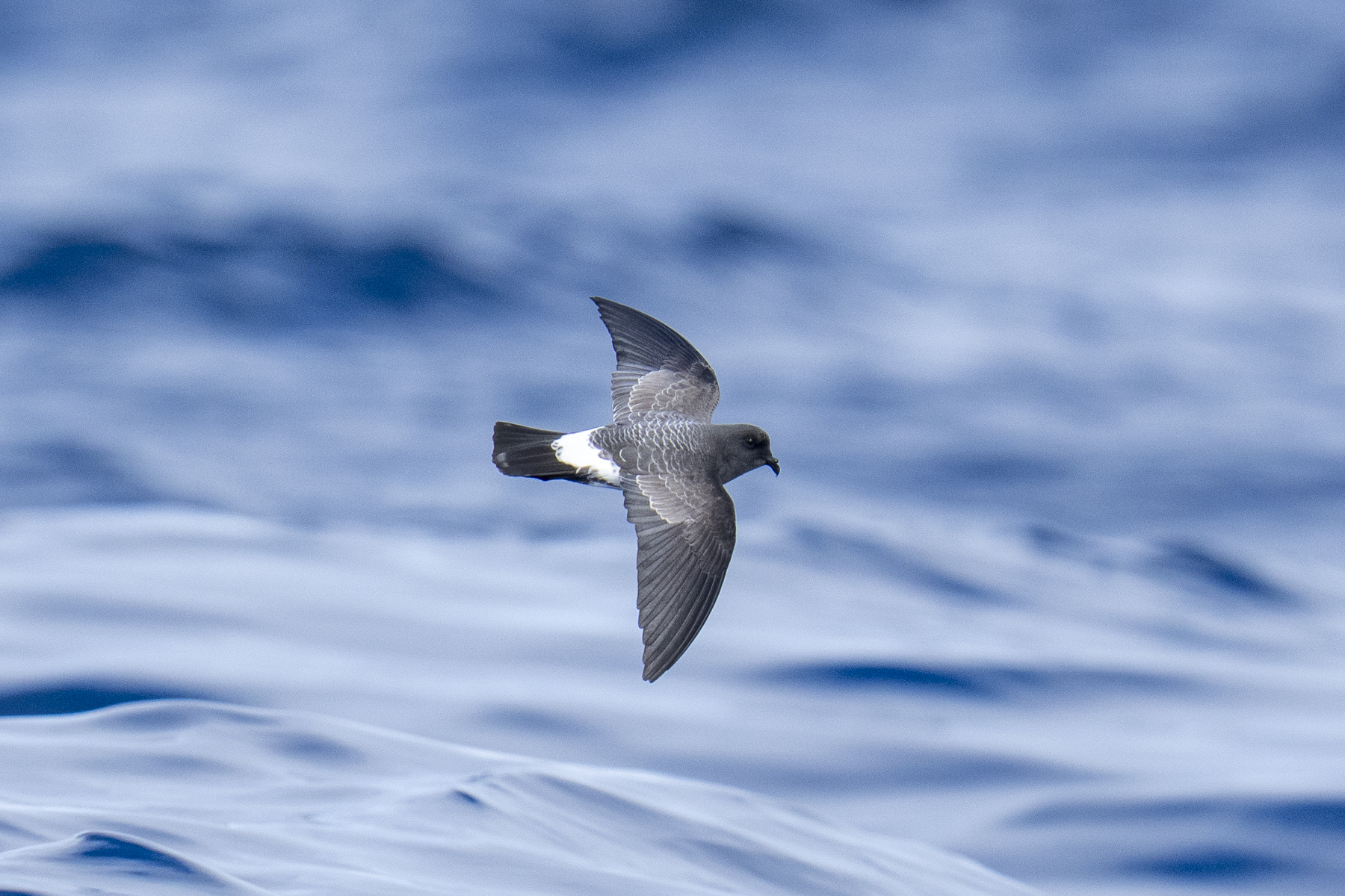 White-bellied Storm Petrel (image by Mark Beaman)