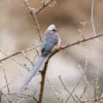 White-headed Mousebird (image by Bjorn Andersson)