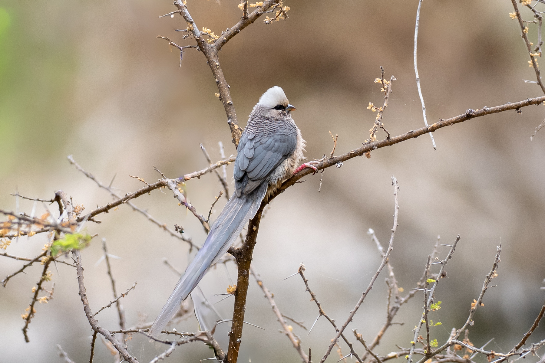 White-headed Mousebird (image by Bjorn Andersson)