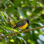 White-starred Robin (image by Bjorn Andersson)