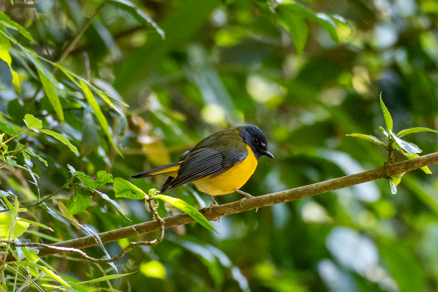 White-starred Robin (image by Bjorn Andersson)