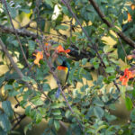 Whyte's Double-collared Sunbird (image by Bjorn Andersson)