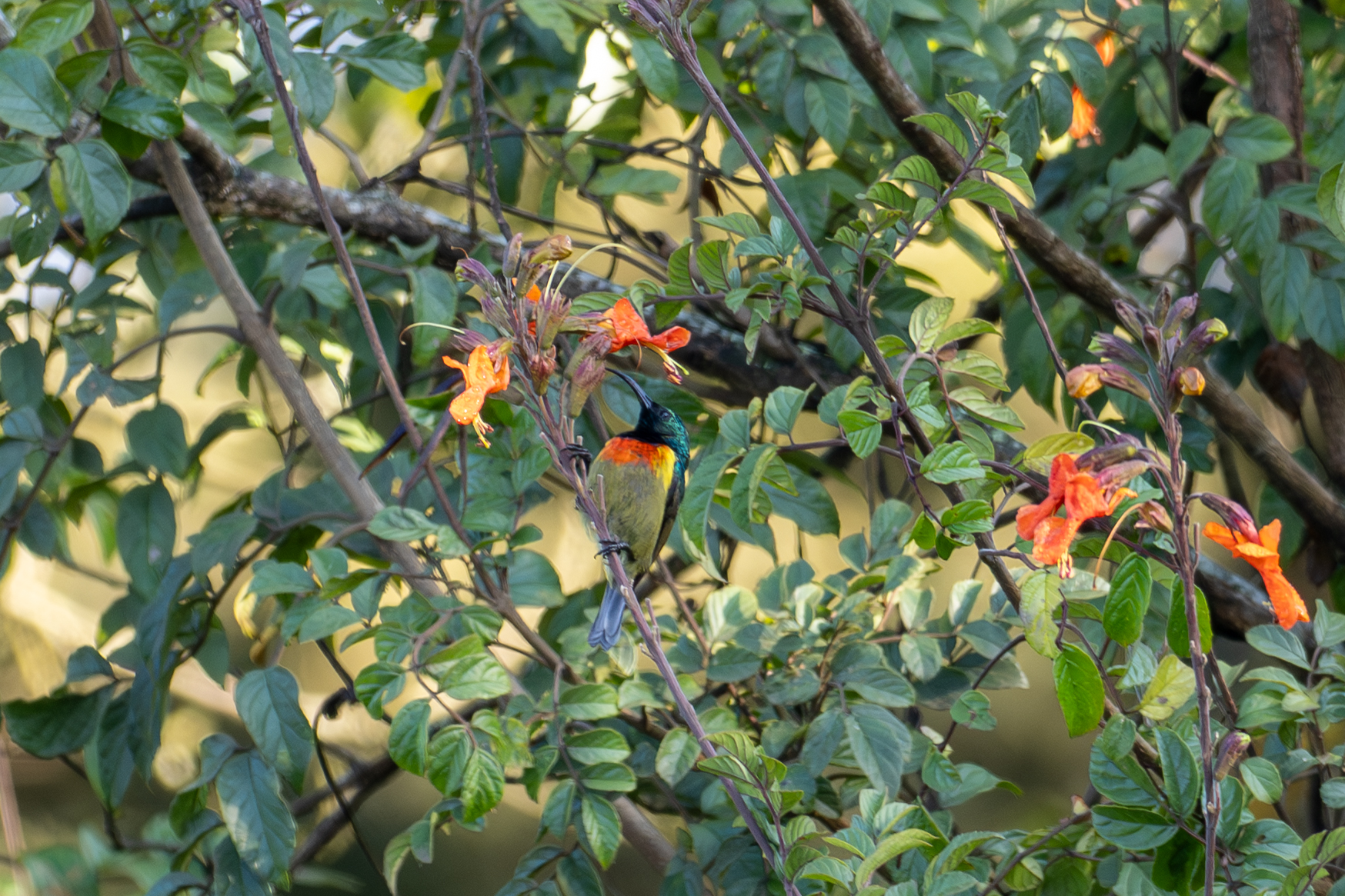 Whyte's Double-collared Sunbird (image by Bjorn Andersson)