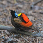 Wilson's Bird-of-Paradise (image by Pete Morris)
