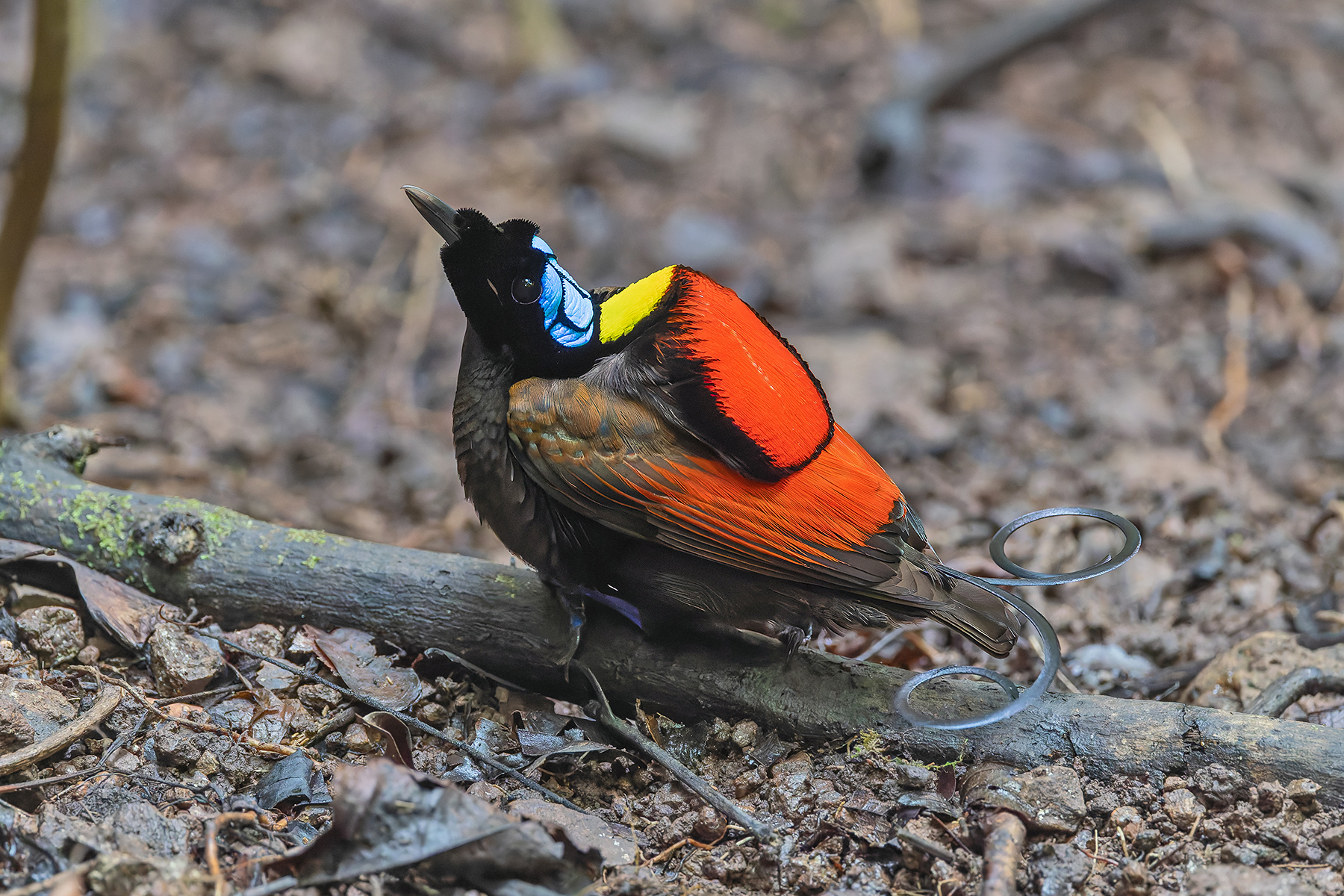 Wilson's Bird-of-Paradise (image by Pete Morris)
