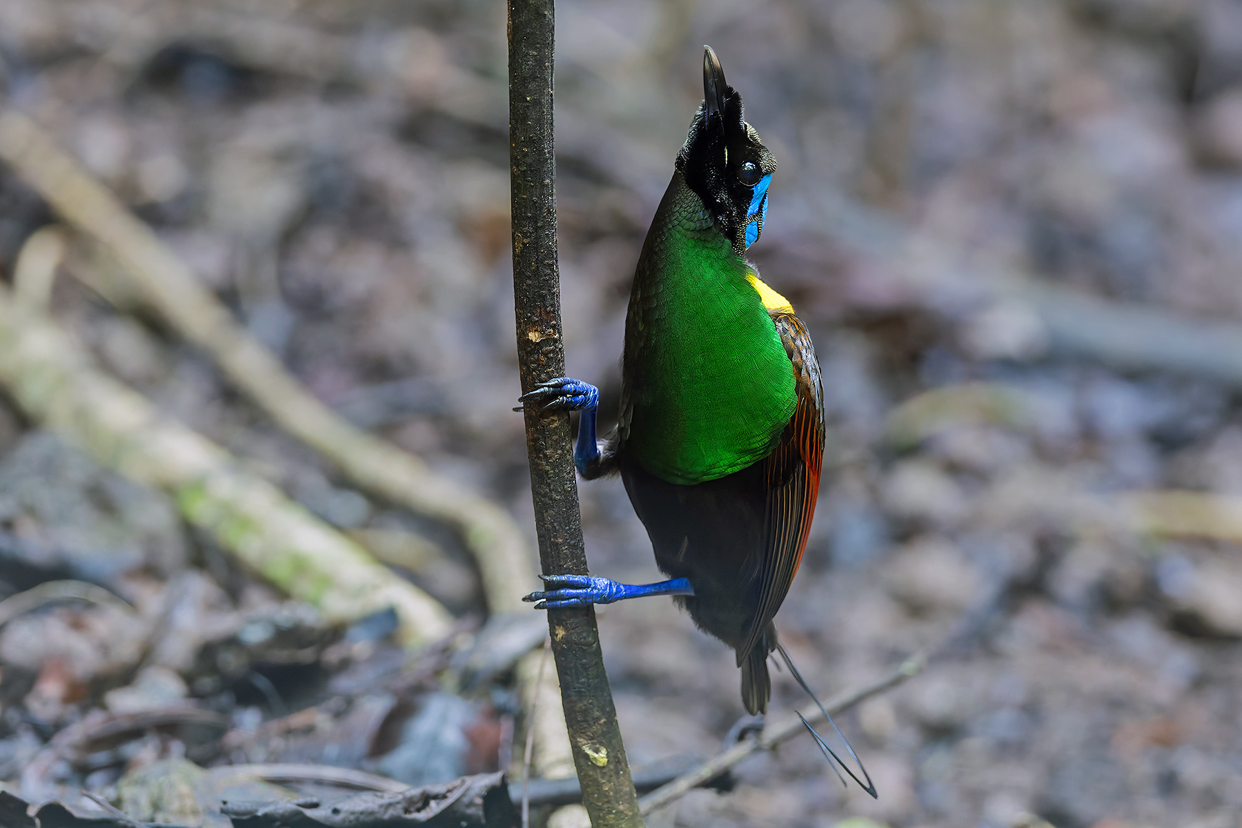 Wilson's Bird-of-Paradise (image by Pete Morris)