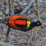 Wilson's Bird-of-Paradise (image by Pete Morris)