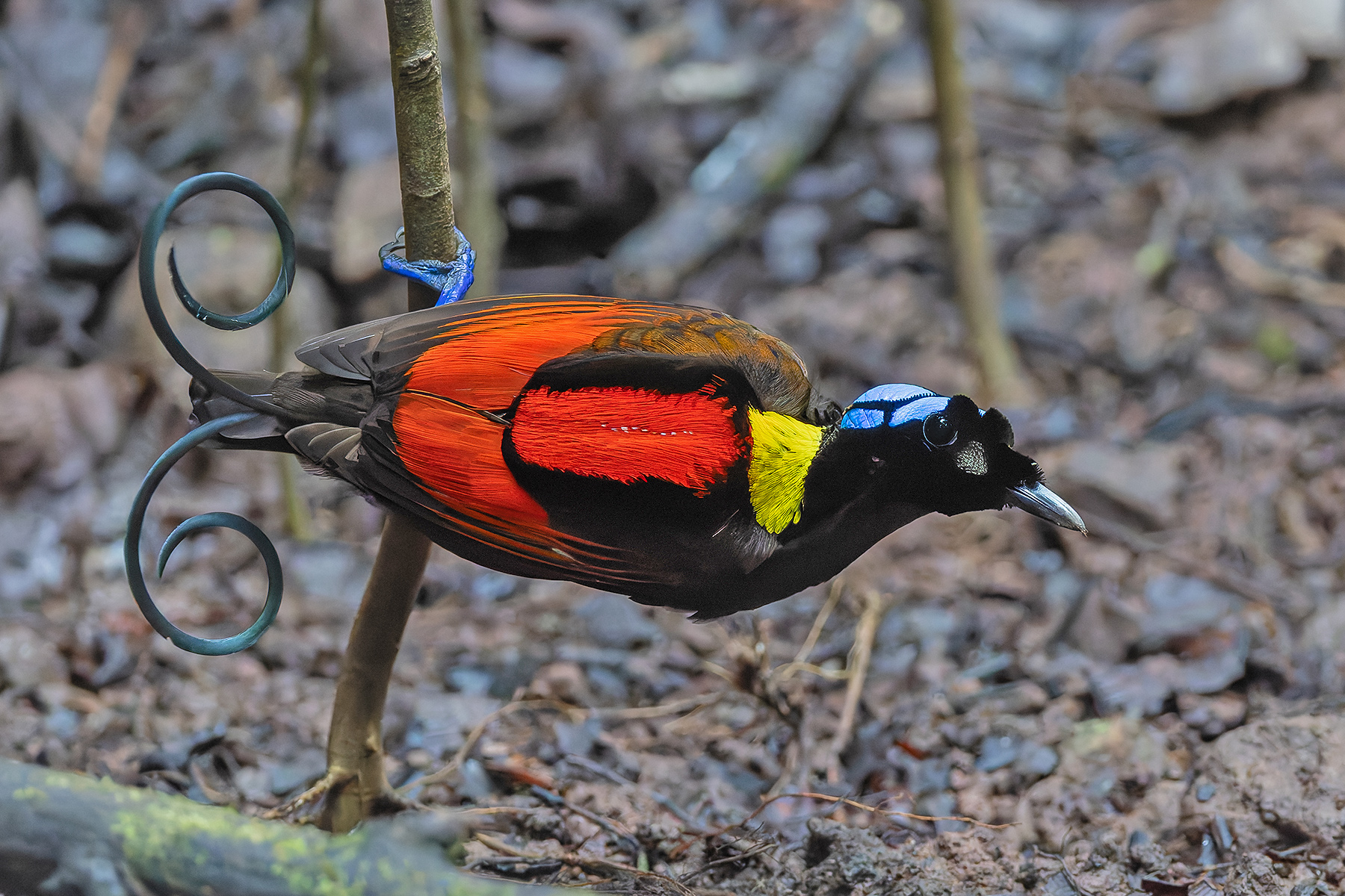 Wilson's Bird-of-Paradise (image by Pete Morris)