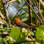 Winifred's Warbler (image by Bjorn Andersson)