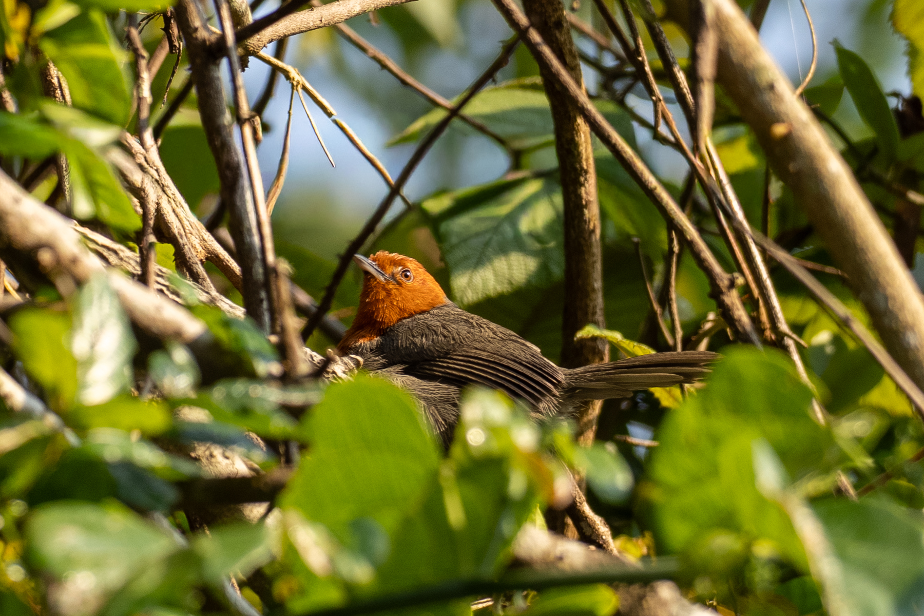 Winifred's Warbler (image by Bjorn Andersson)