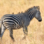 Yellow-billed Oxpeckers on a Plains Zebra (image by Bjorn Andersson)