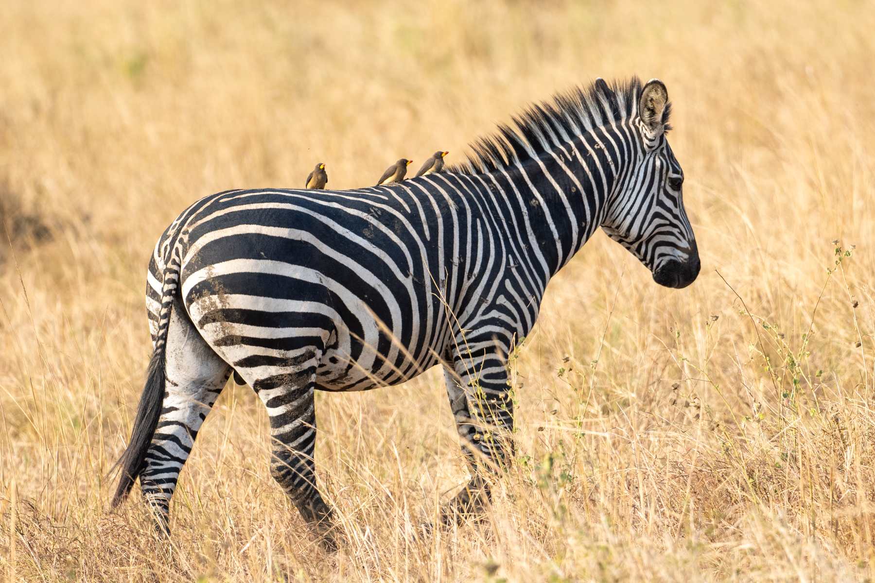 Yellow-billed Oxpeckers on a Plains Zebra (image by Bjorn Andersson)
