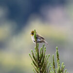 Yellow-browed Seedeater (image by Bjorn Andersson)