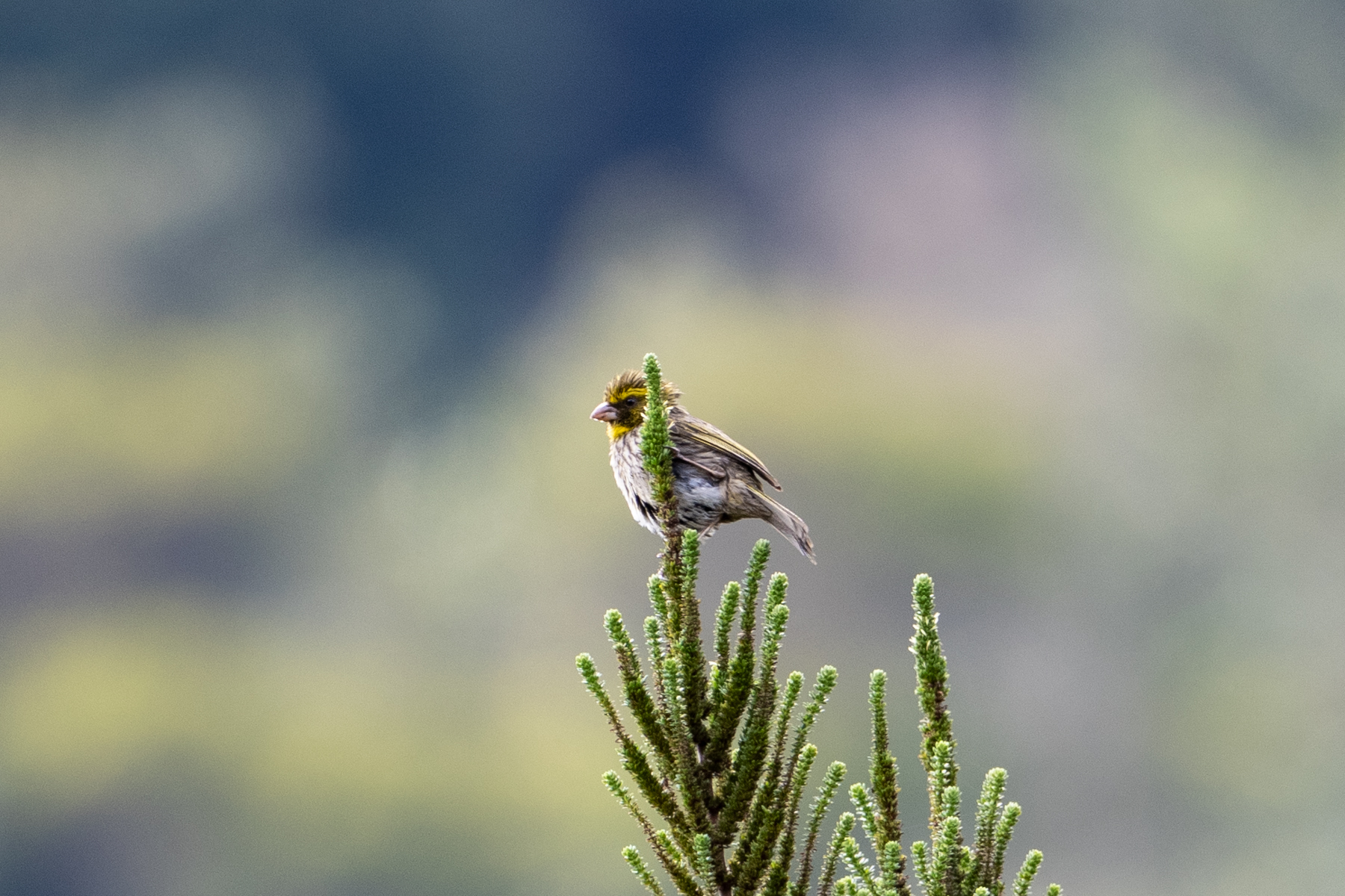 Yellow-browed Seedeater (image by Bjorn Andersson)