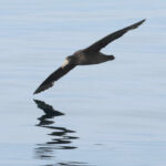 Southern Giant Petrel (image by Michael O'Clery)
