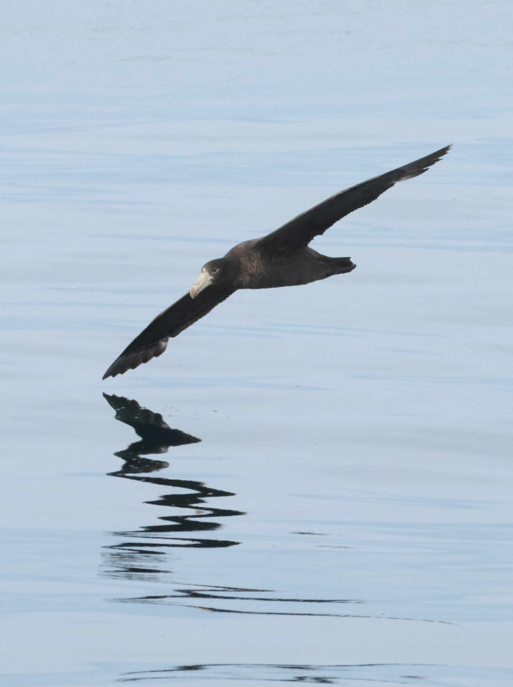 Southern Giant Petrel (image by Michael O'Clery)
