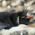 Southern Rockhopper Penguin (image by Michael O'Clery)