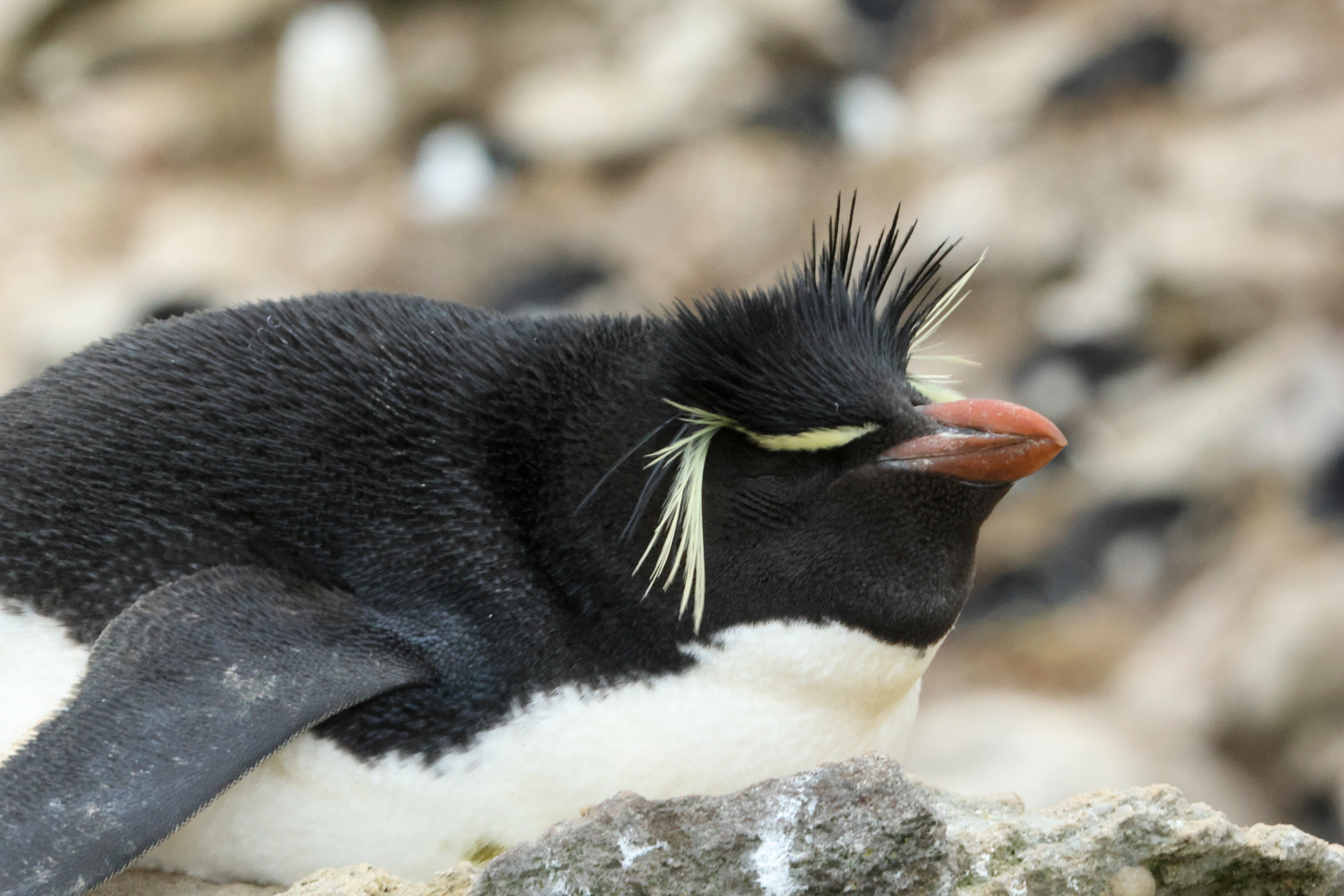 Southern Rockhopper Penguin (image by Michael O'Clery)