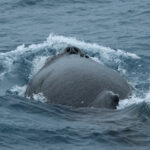 Humpback Whale (image by Michael O'Clery)