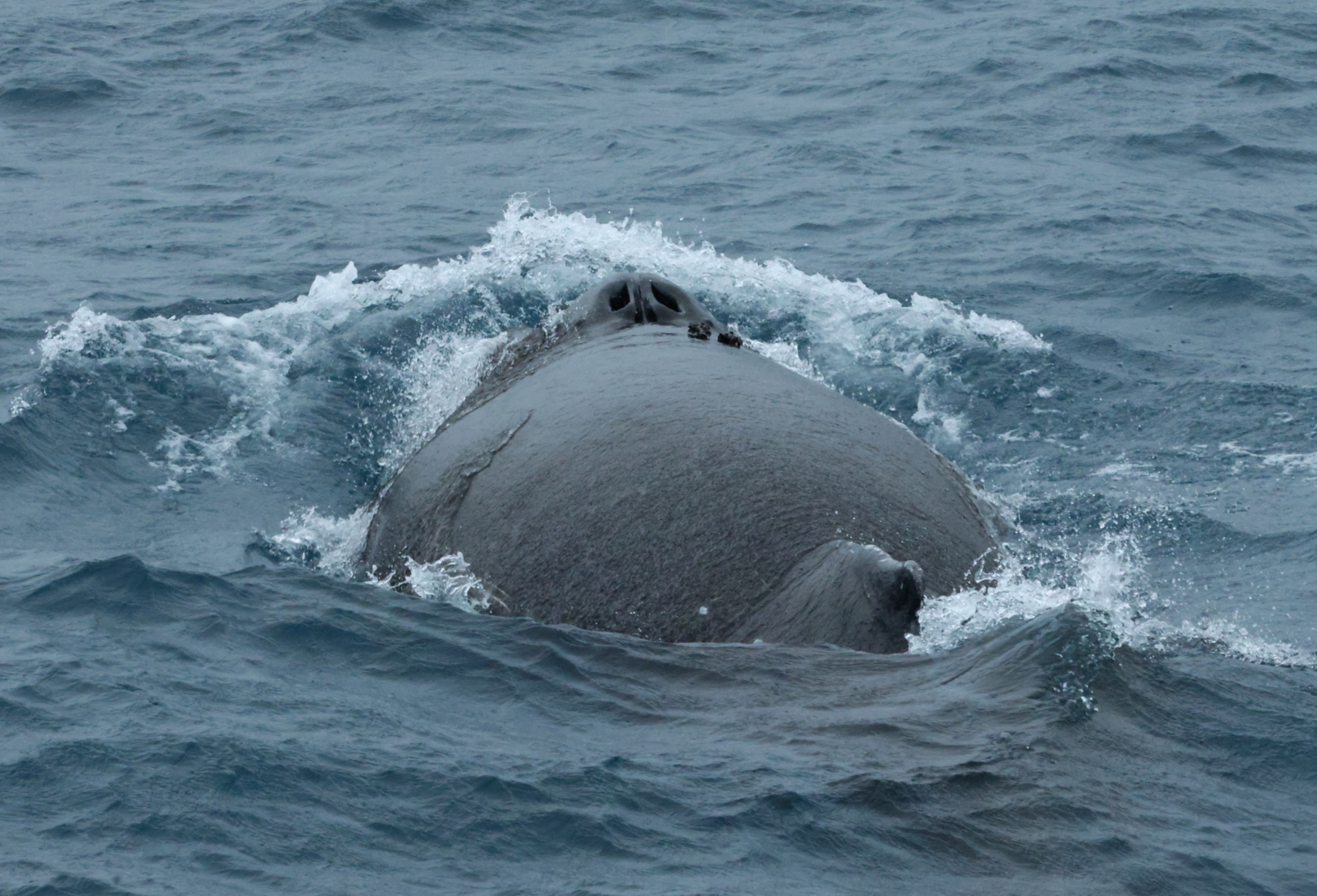 Humpback Whale (image by Michael O'Clery)