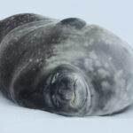 Weddell Seal (image by Michael O'Clery)
