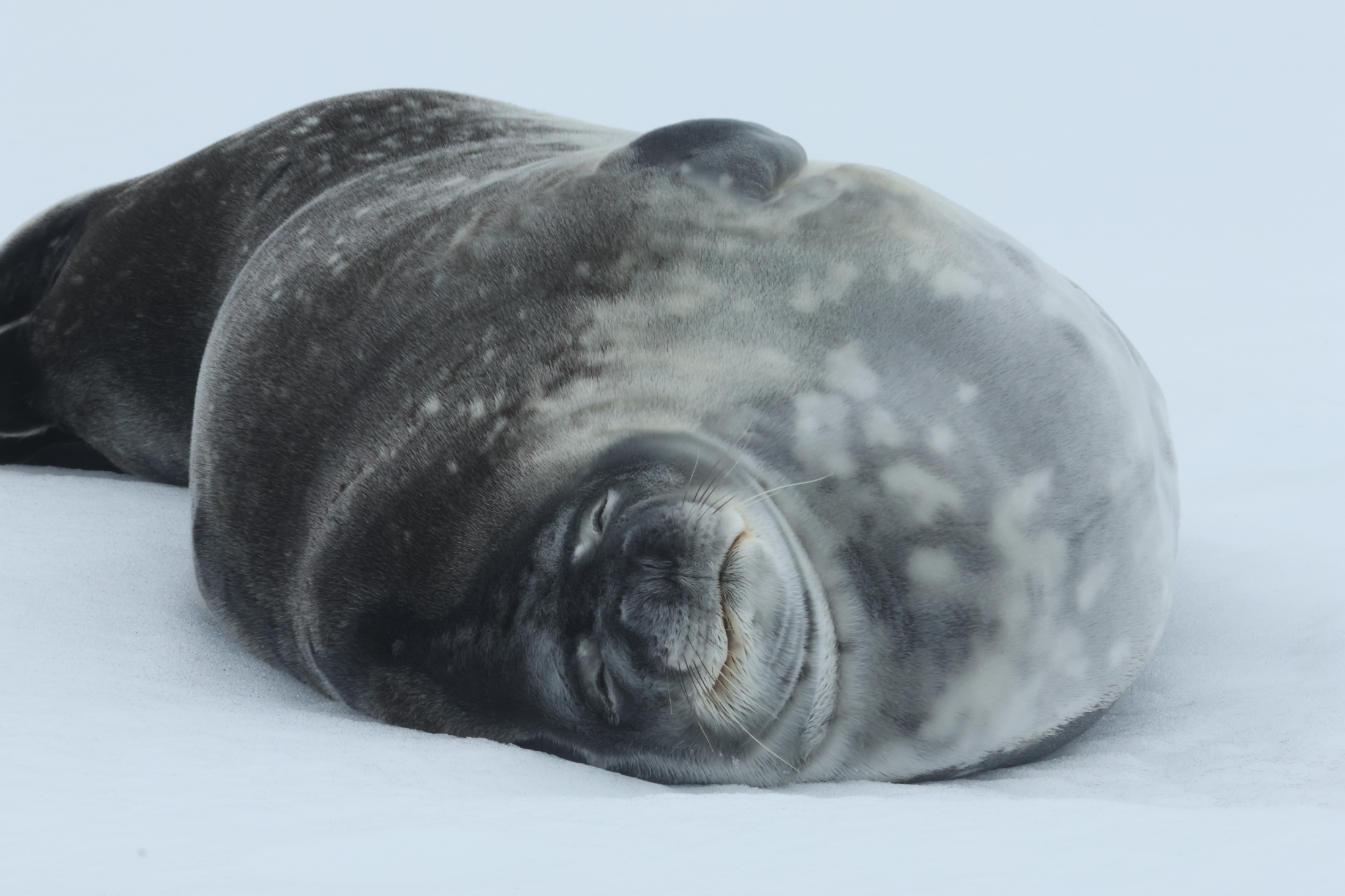 Weddell Seal (image by Michael O'Clery)