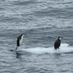 Chinstrap Penguin nailing the landing! (image by Michael O'Clery)