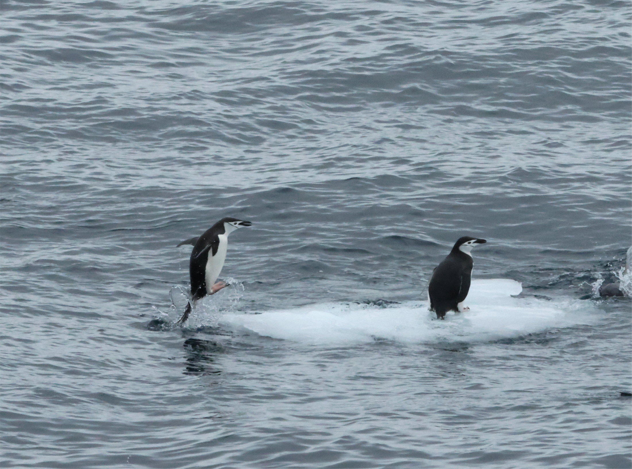 Chinstrap Penguin nailing the landing! (image by Michael O'Clery)