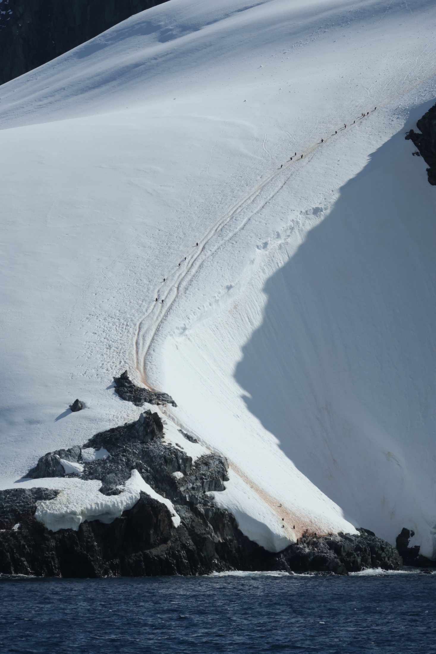 Chinstrap Penguins trailing up the mountain to their colony. (image by Michael O'Clery)