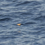 Common Diving-Petrel (image by Mike Galtry)