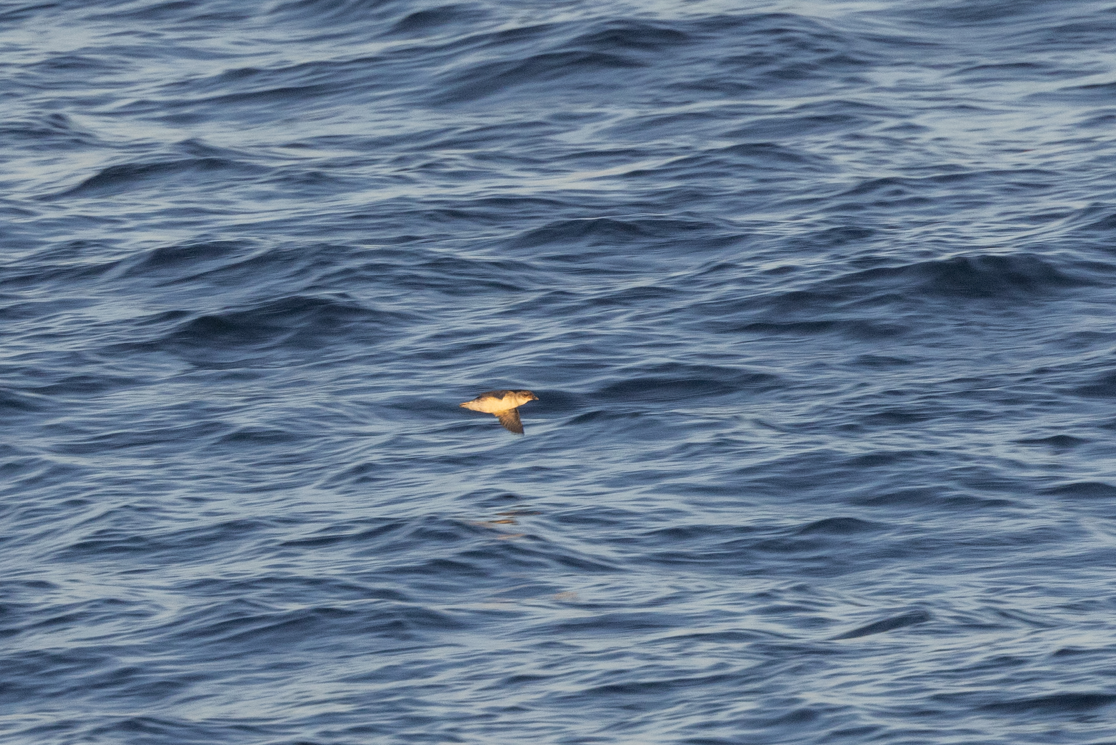 Common Diving-Petrel (image by Mike Galtry)