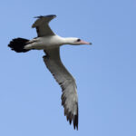 Abbott's Booby (image by Frederic Pelsy)