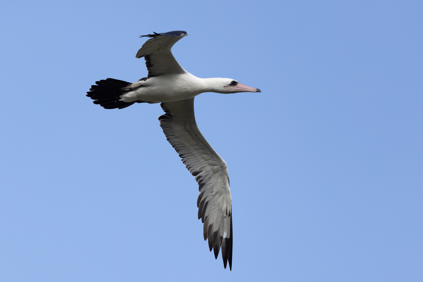 Abbott's Booby (image by Frederic Pelsy)